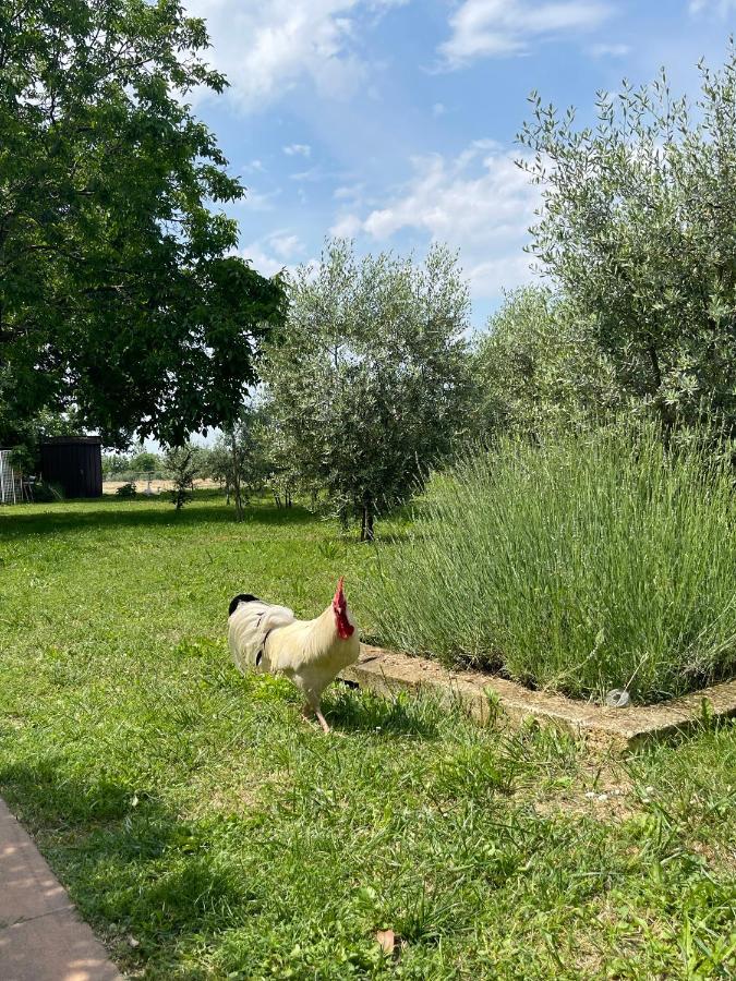 Agriturismo Monteroseo Bedizzole Dış mekan fotoğraf