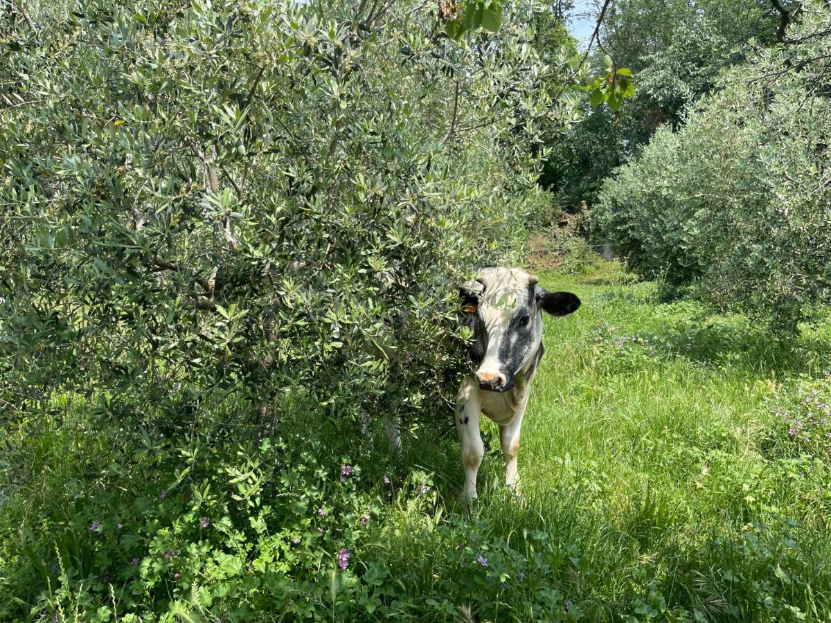 Agriturismo Monteroseo Bedizzole Dış mekan fotoğraf